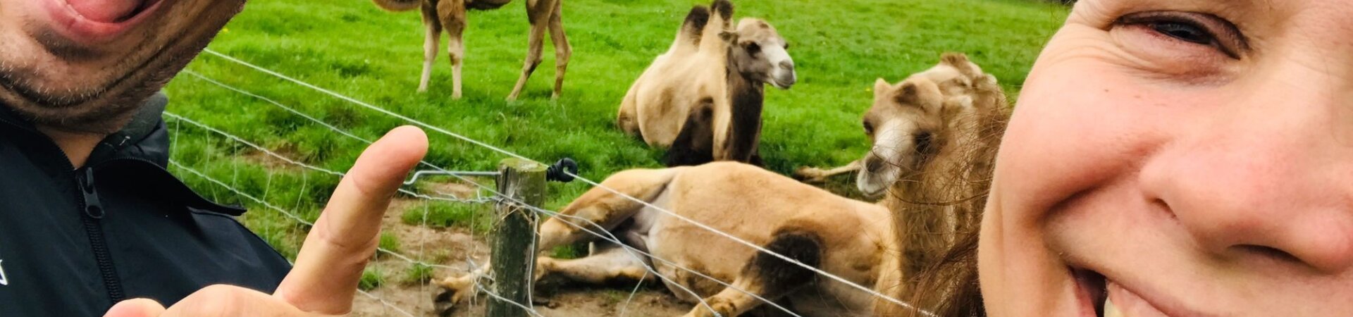Man wijst naar kamelen