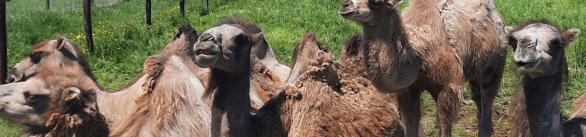 Kamelen naast elkaar in de wei