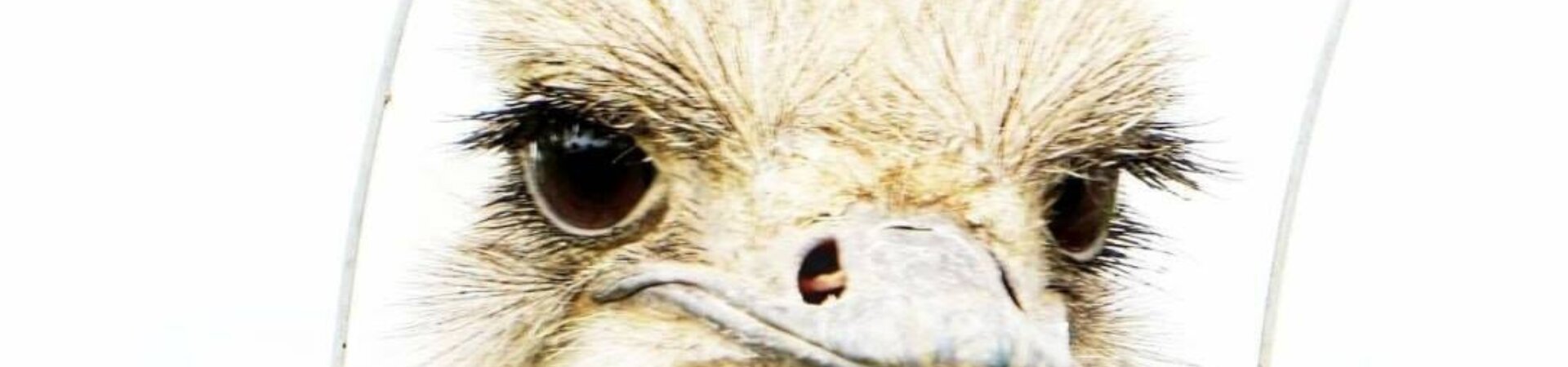 Struisvogel met witte achtergrond