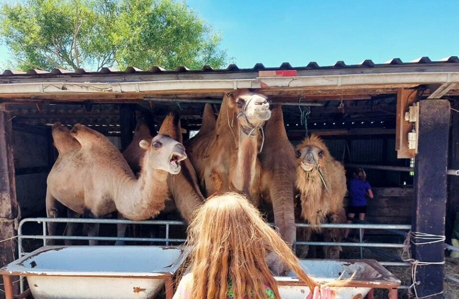 Stal met kamelen en meisje ervoor