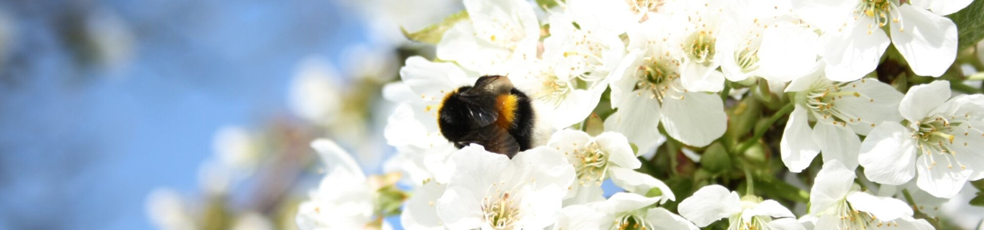 Bloesem met hommel