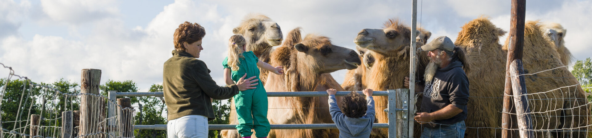 Camels behind a fence with people in front