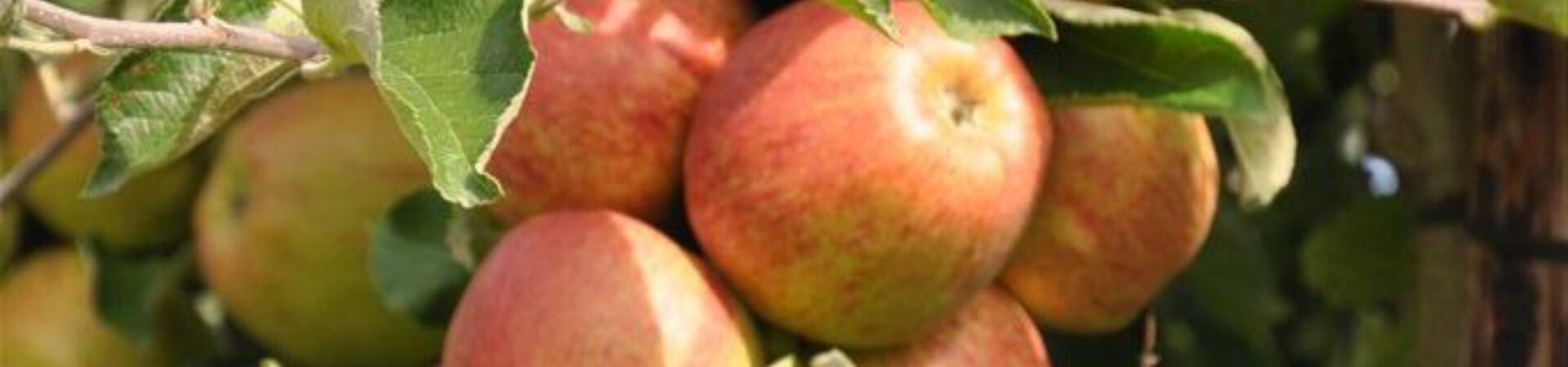 Appels aan boom in de gemeente Kapelle