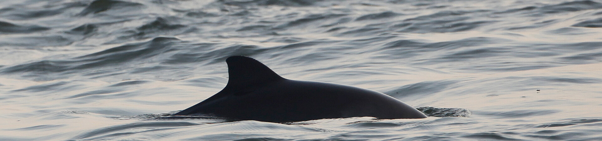 Schweinswal schwimmt im Nationalpark Oosterschelde