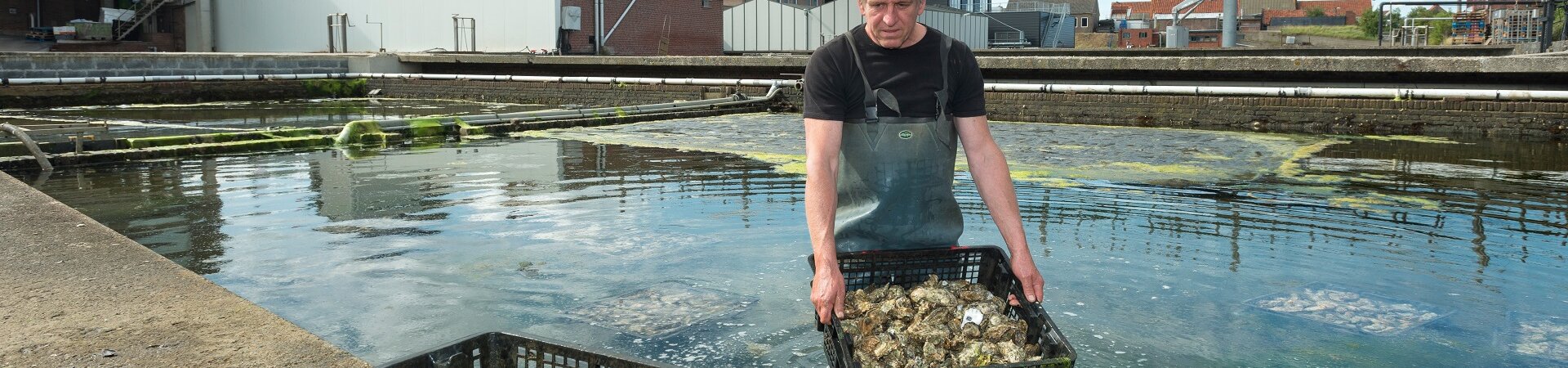 Man raapt oesters in oesterput