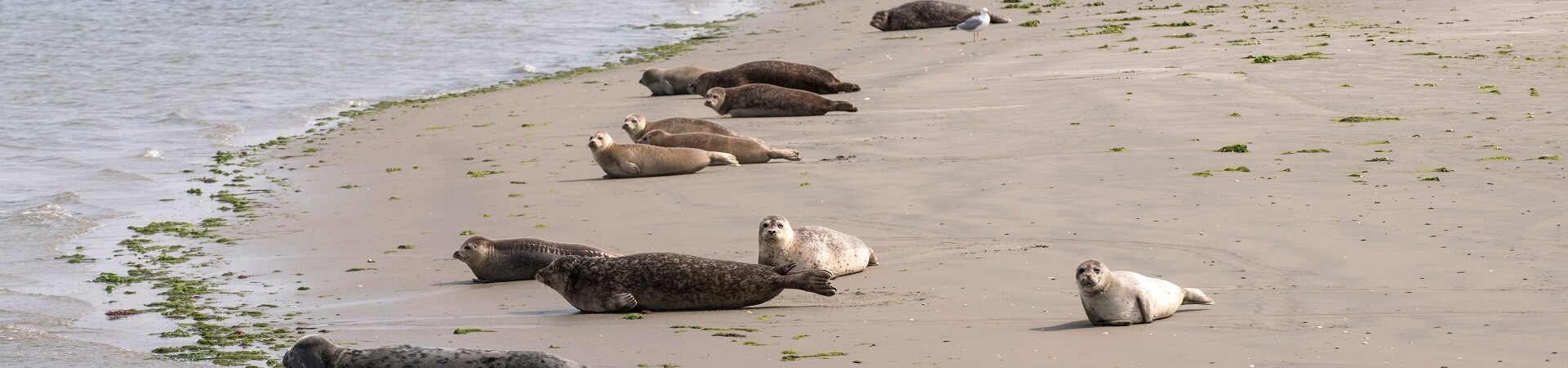 Zeehonden die uitrusten op een zandbank in de Oosterschelde