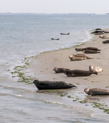 Zeehonden die uitrusten op een zandbank in de Oosterschelde