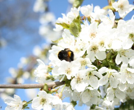 Bloesem met hommel