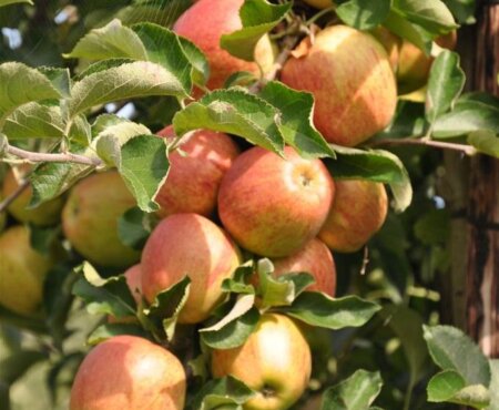 Appels aan boom in de gemeente Kapelle