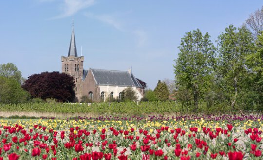 De Maartenskerk in Wemelding op een vliedberg met bloeiende tulpen ervoor