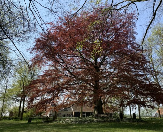 Grote boom met woonboerderij in Eversdijk