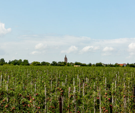 Uitzicht over een perenboomgaard met in de verte de kerktoren van de Nederlands Hervormde Kerk in Kapelle