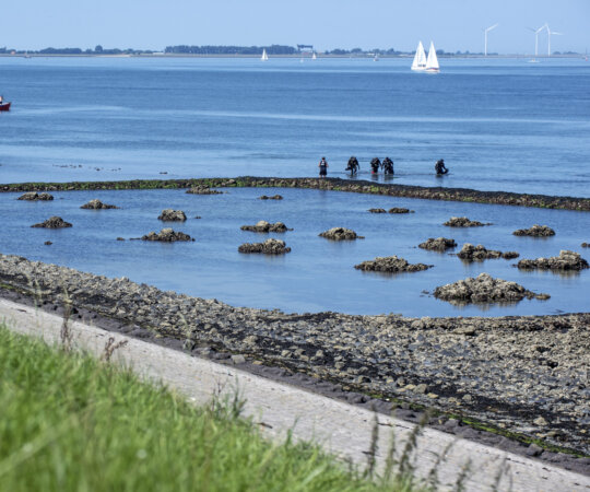 Duikers bij de voormalige oesterput tussen Kattendijke en Wemeldinge in Nationaal Park Oosterschelde