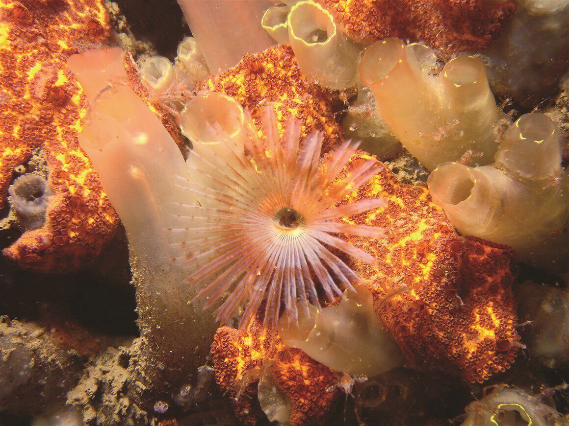Underwater life with a sea anemone in the Oosterschelde National Park